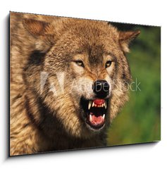 Sklenn obraz 1D - 100 x 70 cm F_E69348071 - Snarling Wolf - Chvn vlka