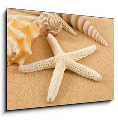 Sklenn obraz 1D - 100 x 70 cm F_E7005446 - Seashell - Mule