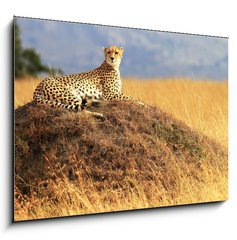 Obraz   Cheetah on the Masai Mara in Africa, 100 x 70 cm