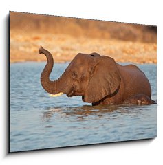 Obraz 1D - 100 x 70 cm F_E70143412 - Elephant in water, Etosha National Park