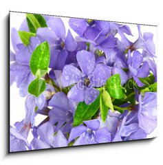 Obraz   Small violet of flower on white background, 100 x 70 cm