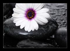 Obraz 1D - 100 x 70 cm F_E71029575 - Macro of beautiful white gerbera with wet stones