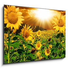 Sklenn obraz 1D - 100 x 70 cm F_E7160083 - Sunflowers