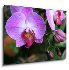 Sklenn obraz 1D - 100 x 70 cm F_E71782201 - Beautiful purple orchid - phalaenopsis