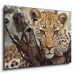 Sklenn obraz 1D - 100 x 70 cm F_E743250 - big cat - velk koka