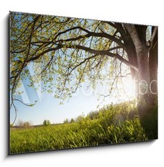 Obraz 1D - 100 x 70 cm F_E75811470 - Oak tree