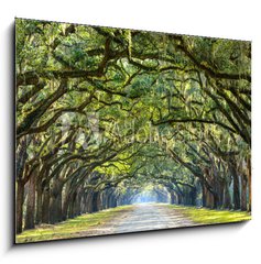 Obraz 1D - 100 x 70 cm F_E76209403 - Country Road Lined with Oaks in Savannah, Georgia - Country Road lemovan s duby v Savannah, Gruzie