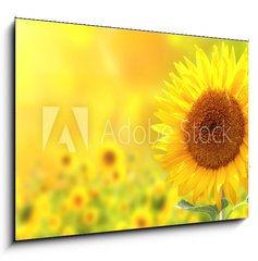 Obraz 1D - 100 x 70 cm F_E76362209 - Sunflowers - Slunenice