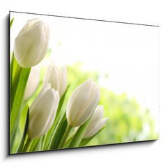 Obraz   White Tulips, 100 x 70 cm