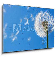 Obraz 1D - 100 x 70 cm F_E7711607 - Dandelion Flying Seeds