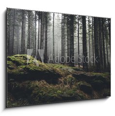 Obraz   wilderness landscape forest with pine trees and moss on rocks, 100 x 70 cm