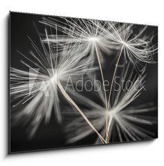 Sklenn obraz 1D - 100 x 70 cm F_E79359123 - Dandelion seeds standing