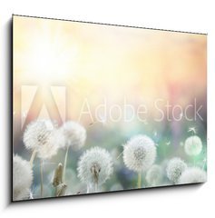 Sklenn obraz 1D - 100 x 70 cm F_E79562753 - field of dandelion in sunset - bokeh and allergy