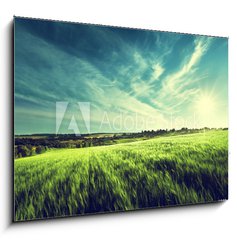 Obraz   field of barley in sunset time, 100 x 70 cm