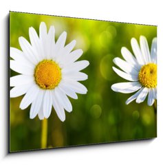 Sklenn obraz 1D - 100 x 70 cm F_E80255596 - White daisy flowers .