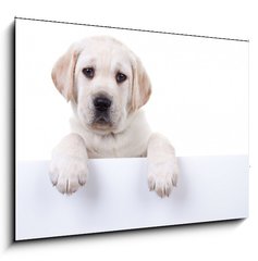 Sklenn obraz 1D - 100 x 70 cm F_E80290428 - Puppy dog holding sign or banner isolated