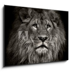 Obraz   arrogant lion, 100 x 70 cm