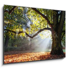 Sklenn obraz 1D - 100 x 70 cm F_E80921295 - mighty oak tree - mocn dub