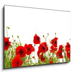 Obraz 1D - 100 x 70 cm F_E81019876 - red poppy