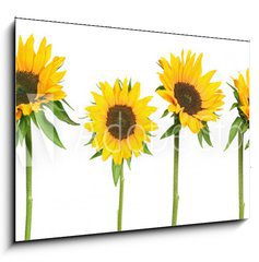 Sklenn obraz 1D - 100 x 70 cm F_E814278 - sunflowers