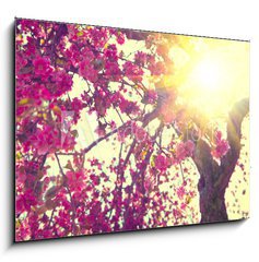 Obraz   Spring blossom. Beautiful nature scene with blooming tree, 100 x 70 cm
