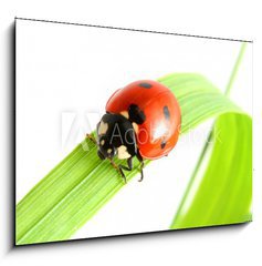 Obraz 1D - 100 x 70 cm F_E8265173 - ladybug go to you