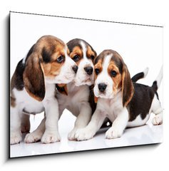 Sklenn obraz 1D - 100 x 70 cm F_E82868571 - Beagle puppies on white background