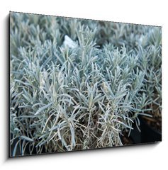 Sklenn obraz 1D - 100 x 70 cm F_E84844244 - Lavender in a flower shop.