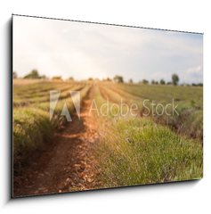 Sklenn obraz 1D - 100 x 70 cm F_E86512213 - Harvested lavender field - Sbr levandule pole