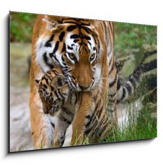 Sklenn obraz 1D - 100 x 70 cm F_E8785613 - Siberian tiger with a baby between her teeth