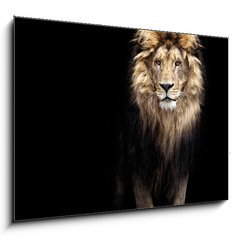 Sklenn obraz 1D - 100 x 70 cm F_E91596969 - Portrait of a Beautiful lion, lion in the dark