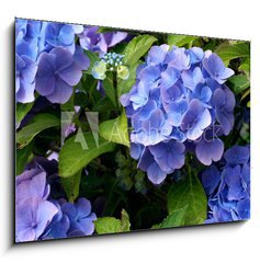 Obraz 1D - 100 x 70 cm F_E9180840 - hortensia