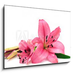 Sklenn obraz 1D - 100 x 70 cm F_E9265067 - Pink lily