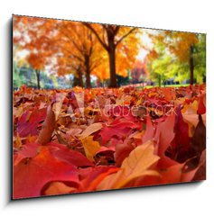 Sklenn obraz 1D - 100 x 70 cm F_E95226612 - autumn leaves