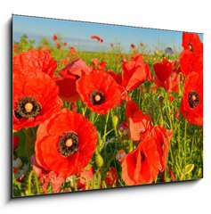 Obraz 1D - 100 x 70 cm F_E95383540 - Poppies - Vl mk