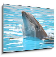 Sklenn obraz 1D - 100 x 70 cm F_E95423 - delfn - dolphin
