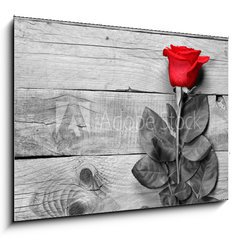 Sklenn obraz 1D - 100 x 70 cm F_E95876705 - Red rose on black and white wooden background