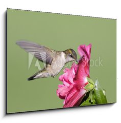 Obraz 1D - 100 x 70 cm F_E9628124 - Juvenile Ruby-throated Hummingbird (archilochus colubris)