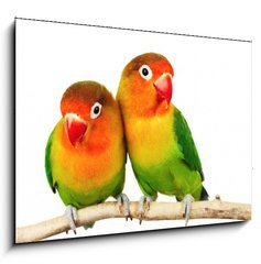 Sklenn obraz 1D - 100 x 70 cm F_E9682324 - Pair of lovebirds agapornis-fischeri isolated on white - Pr hrdliek agapornis