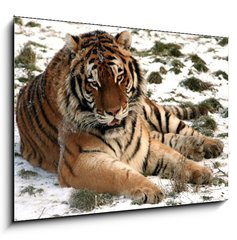 Obraz 1D - 100 x 70 cm F_E9779965 - Tiger