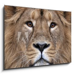 Obraz   The face of an Asian lion. The King of beasts, biggest cat of the world, looking straight into the camera. The most dangerous and mighty predator of the world. Authentic beauty of the wild nature., 100 x 70 cm