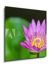 Obraz 1D - 50 x 50 cm F_F100962988 - Beautiful lotus bloom bright - Krsn lotus kvetou jasn