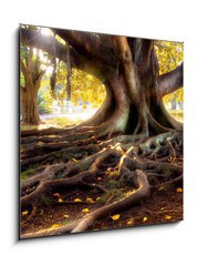 Obraz 1D - 50 x 50 cm F_F10128552 - Centenarian tree with large trunk and big roots above the ground