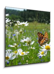 Obraz   Butterfly Queen of Spain Fritillary  spring landscape, 50 x 50 cm