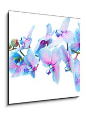 Obraz   stem of blue orchids, 50 x 50 cm
