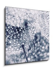 Sklenn obraz 1D - 50 x 50 cm F_F104898301 - Plant seeds with water drops