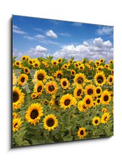 Sklenn obraz 1D - 50 x 50 cm F_F10725175 - Sunflower Farmland With Blue Cloudy Sky - Slunenice zemdlsk pdy s modrou oblano nebe