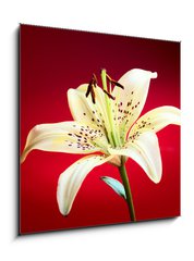 Obraz 1D - 50 x 50 cm F_F10726288 - lily flower