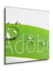 Obraz 1D - 50 x 50 cm F_F107308034 - bubble drop on clover isolated on white