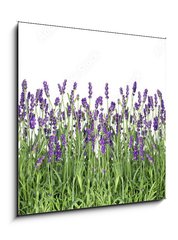 Obraz 1D - 50 x 50 cm F_F107877649 - Lavender flowers. Fresh lavender plants isolated on white
